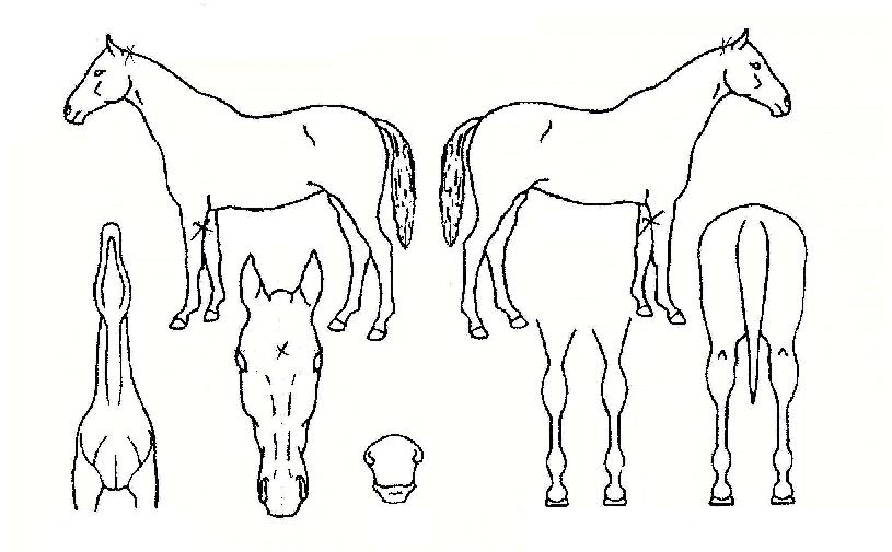 ���η��� ����,���,�޸�,�λ�,�ٸ��� Ư¡����