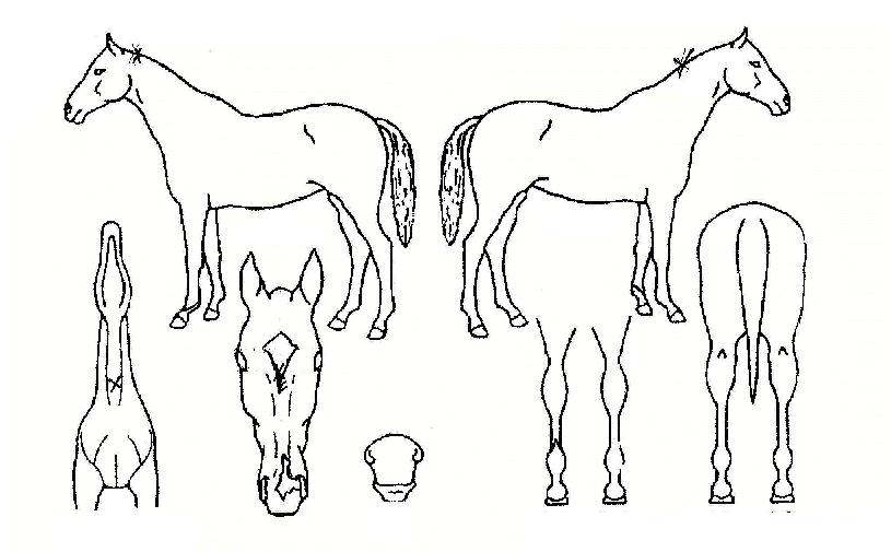 ³²»êÀǸí´çÀÇ Ãø¸é,¿ì¸é,µÞ¸é,µÎ»ó,´Ù¸®ÀÇ Æ¯Â¡µµÇØ