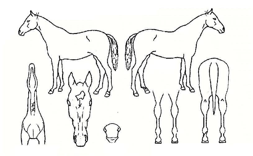 ������ ����,���,�޸�,�λ�,�ٸ��� Ư¡����