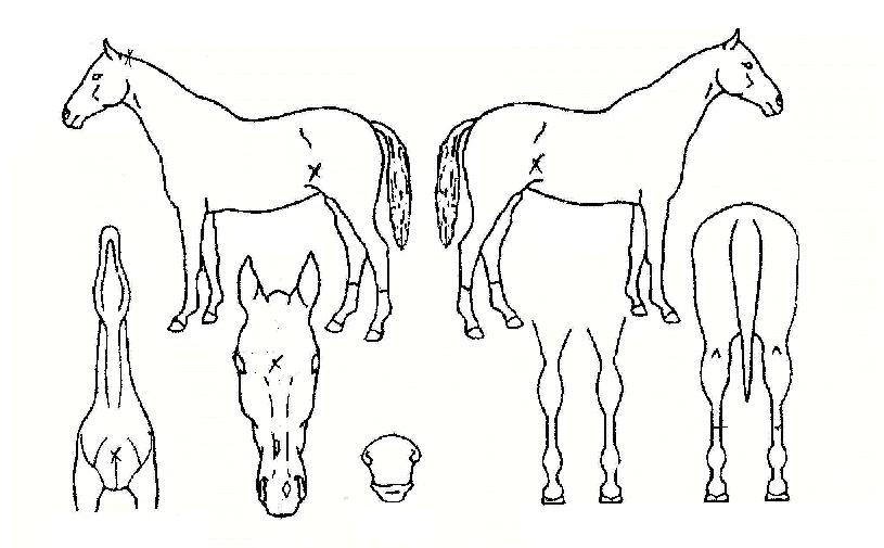 À̹æÀÎÀÇ Ãø¸é,¿ì¸é,µÞ¸é,µÎ»ó,´Ù¸®ÀÇ Æ¯Â¡µµÇØ