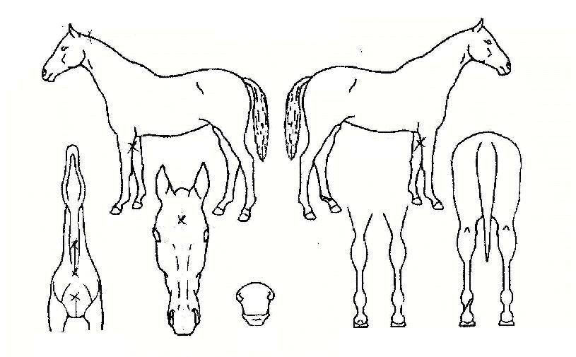 »êÀ§±ºµµÀÇ Ãø¸é,¿ì¸é,µÞ¸é,µÎ»ó,´Ù¸®ÀÇ Æ¯Â¡µµÇØ