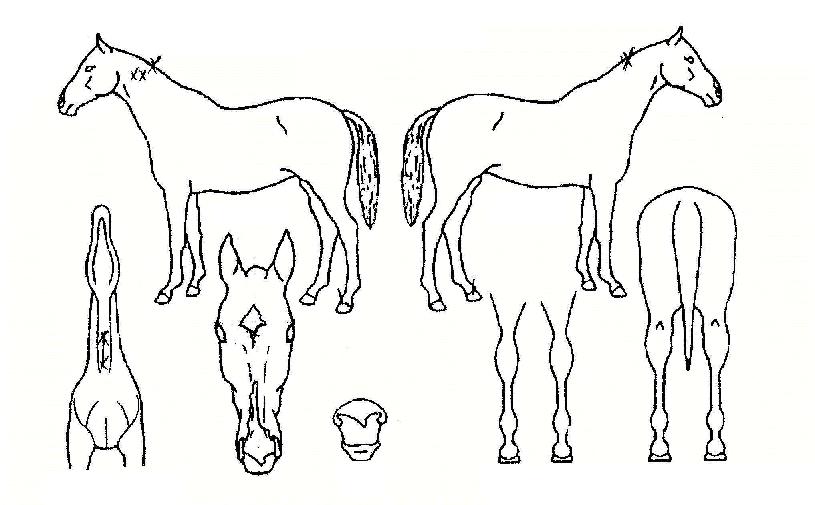 ���Ѱ����� ����,���,�޸�,�λ�,�ٸ��� Ư¡����