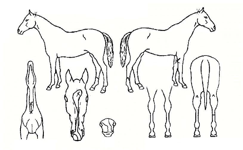 °¨µ¿ÀǼø°£ÀÇ Ãø¸é,¿ì¸é,µÞ¸é,µÎ»ó,´Ù¸®ÀÇ Æ¯Â¡µµÇØ