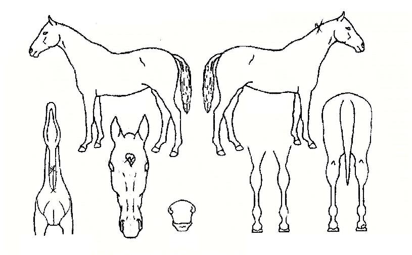 ���Ⱦ߰��� ����,���,�޸�,�λ�,�ٸ��� Ư¡����