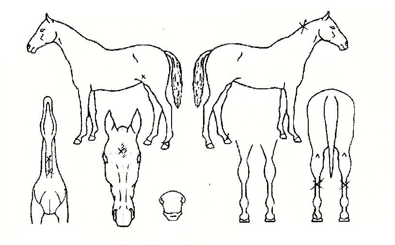 ³ë·É»ê¸ÆÀÇ Ãø¸é,¿ì¸é,µÞ¸é,µÎ»ó,´Ù¸®ÀÇ Æ¯Â¡µµÇØ