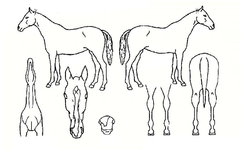 »ïÄèÀÇ Ãø¸é,¿ì¸é,µÞ¸é,µÎ»ó,´Ù¸®ÀÇ Æ¯Â¡µµÇØ