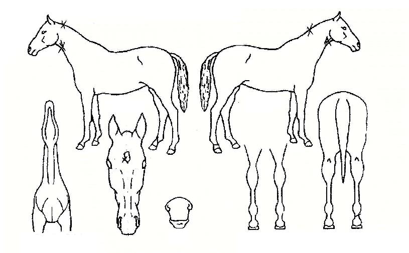 �����Բ��� ����,���,�޸�,�λ�,�ٸ��� Ư¡����