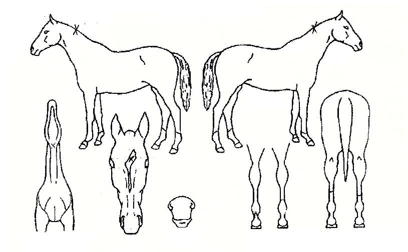 »ç»óÃÊÀ¯ÀÇ Ãø¸é,¿ì¸é,µÞ¸é,µÎ»ó,´Ù¸®ÀÇ Æ¯Â¡µµÇØ