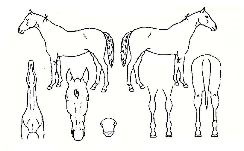 ������Żè���� ����,���,�޸�,�λ�,�ٸ��� Ư¡����