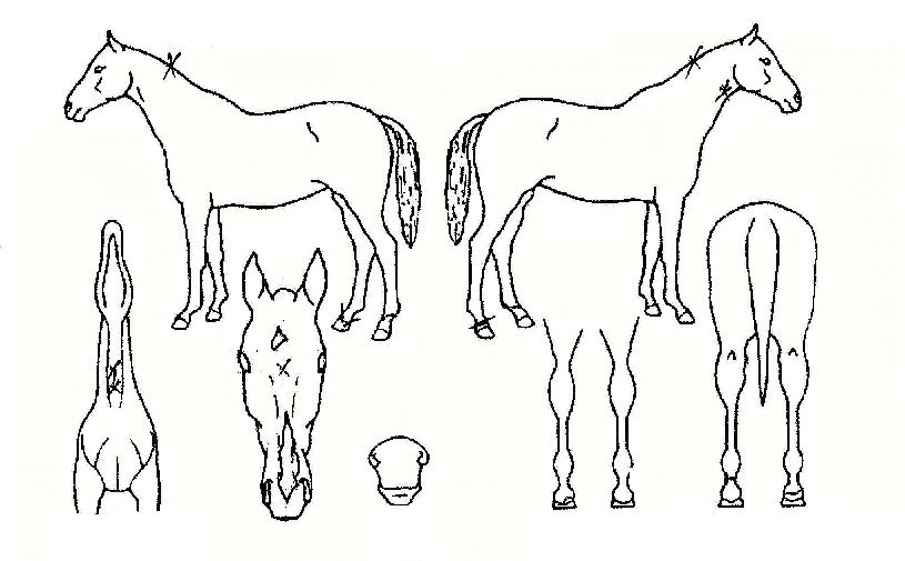 ���������� ����,���,�޸�,�λ�,�ٸ��� Ư¡����