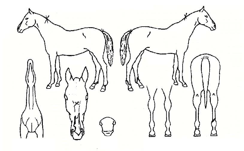 ���������� ����,���,�޸�,�λ�,�ٸ��� Ư¡����