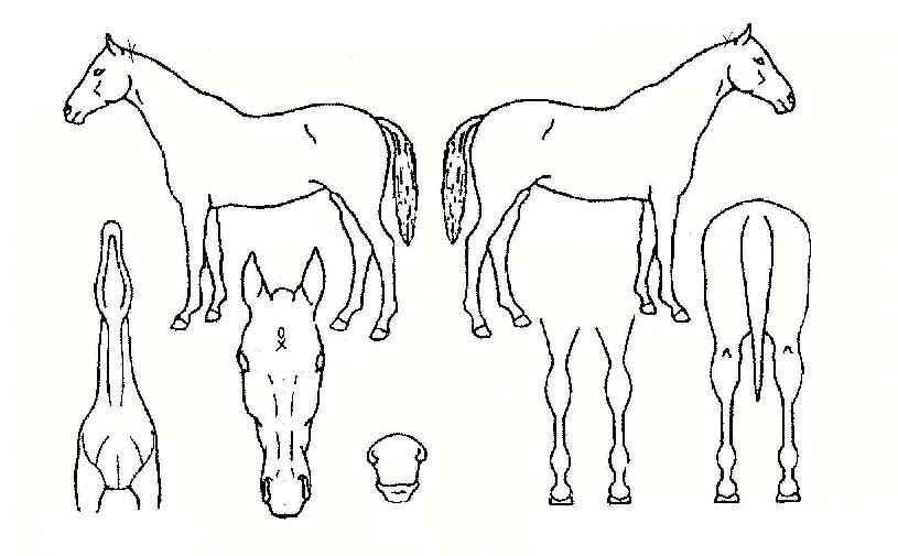 ¾ËÂùµ¿³×ÀÇ Ãø¸é,¿ì¸é,µÞ¸é,µÎ»ó,´Ù¸®ÀÇ Æ¯Â¡µµÇØ