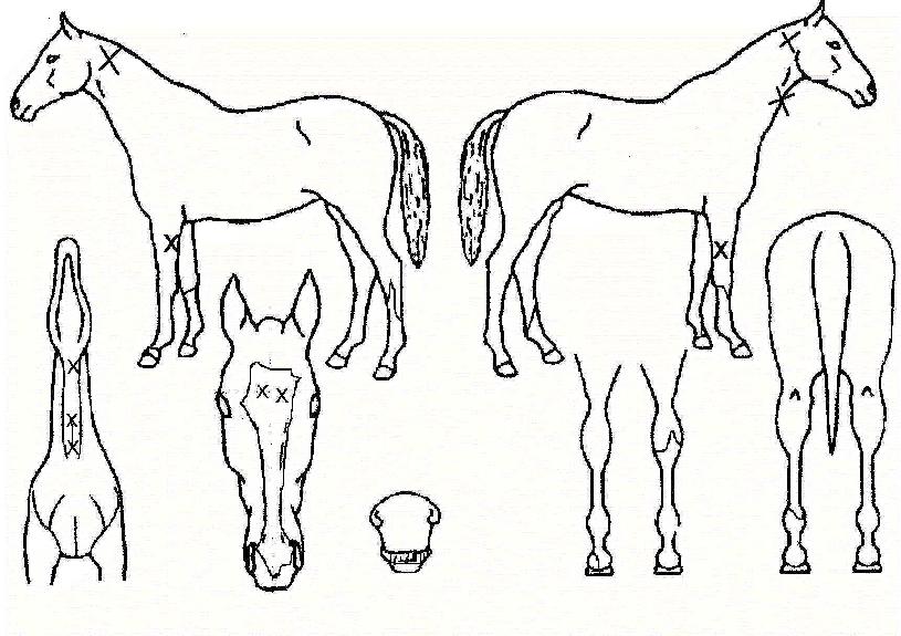 ��帶�̾������� ����,���,�޸�,�λ�,�ٸ��� Ư¡����