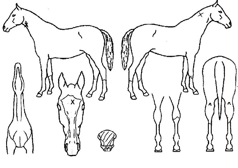 ��帶�̾������ ����,���,�޸�,�λ�,�ٸ��� Ư¡����