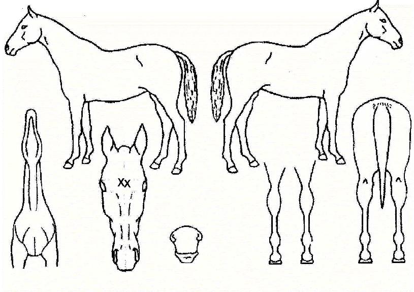 ��õ������ ����,���,�޸�,�λ�,�ٸ��� Ư¡����