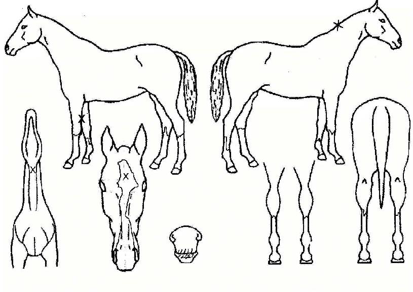 º»ºñ¹ÝÆ®ÀÇ Ãø¸é,¿ì¸é,µÞ¸é,µÎ»ó,´Ù¸®ÀÇ Æ¯Â¡µµÇØ