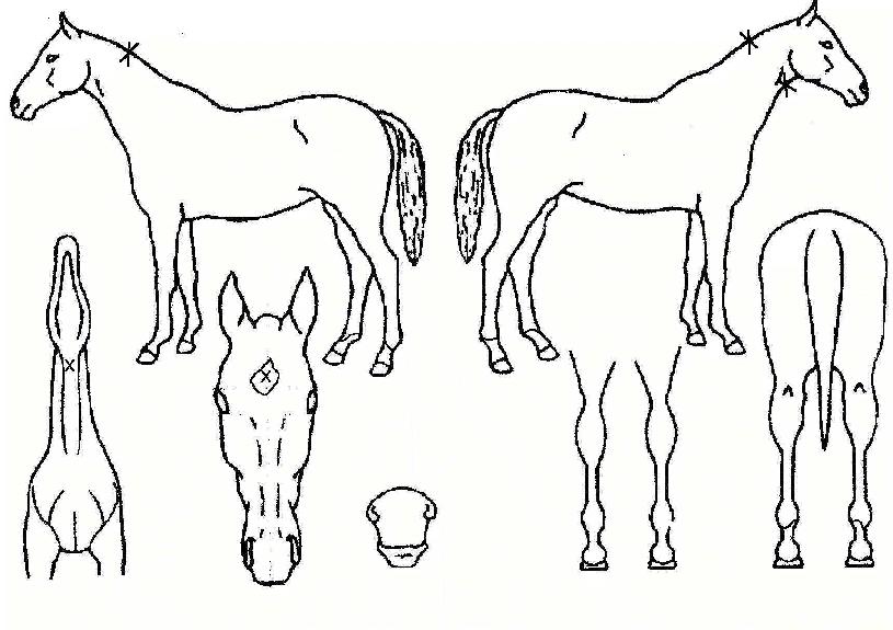 ���۹з��Ͼ��� ����,���,�޸�,�λ�,�ٸ��� Ư¡����