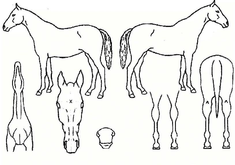 ���̷������� ����,���,�޸�,�λ�,�ٸ��� Ư¡����