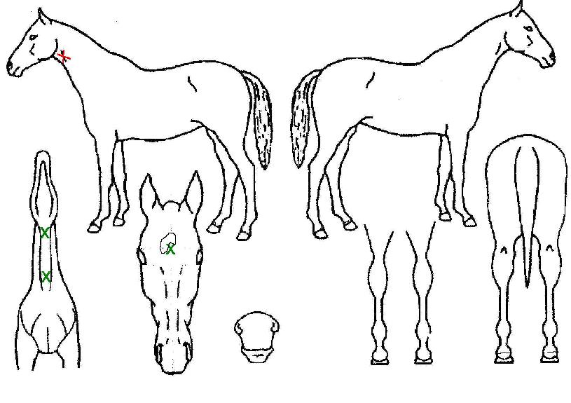 Æ®¸®Ç÷¹À̸ÞÀÌÆ®ÀÇ Ãø¸é,¿ì¸é,µÞ¸é,µÎ»ó,´Ù¸®ÀÇ Æ¯Â¡µµÇØ