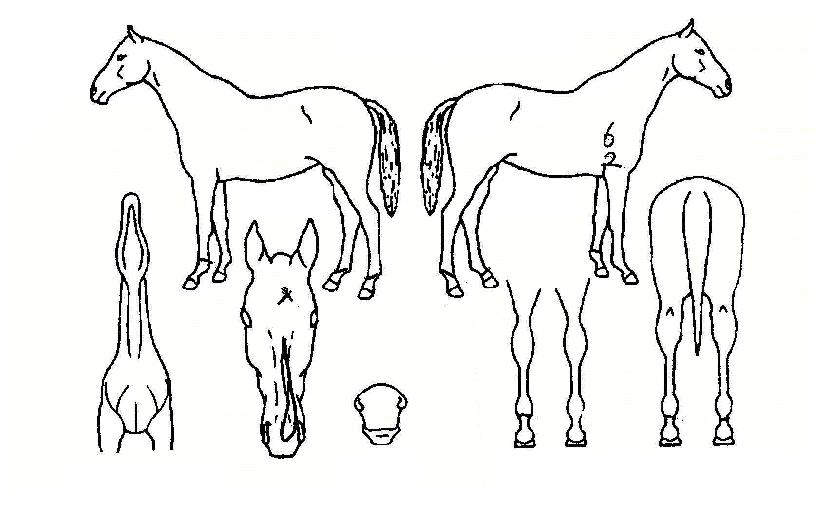 �絵�н��� ����,���,�޸�,�λ�,�ٸ��� Ư¡����