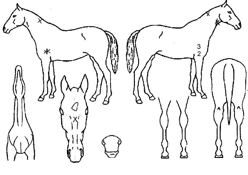 ´ë·úÀDzÞÀÇ Ãø¸é,¿ì¸é,µÞ¸é,µÎ»ó,´Ù¸®ÀÇ Æ¯Â¡µµÇØ