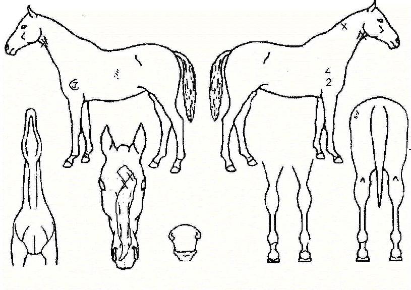 ¾Æ±Û¶óÀ̾ÆÀÇ Ãø¸é,¿ì¸é,µÞ¸é,µÎ»ó,´Ù¸®ÀÇ Æ¯Â¡µµÇØ