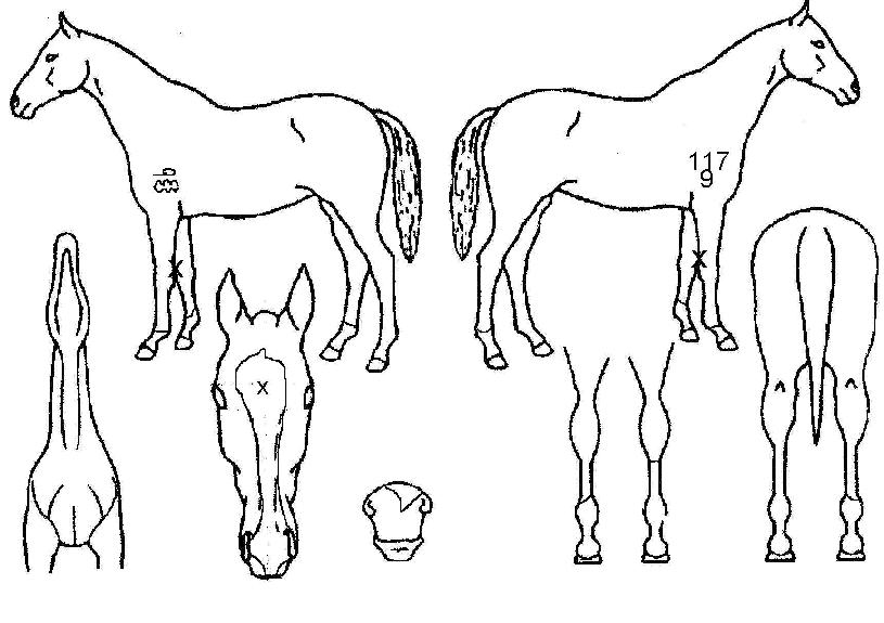 �����̵��̿¸����� ����,���,�޸�,�λ�,�ٸ��� Ư¡����