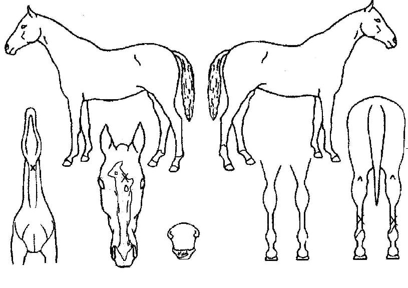 ½ºÀ§Æ®Â÷ÀϵåÀÇ Ãø¸é,¿ì¸é,µÞ¸é,µÎ»ó,´Ù¸®ÀÇ Æ¯Â¡µµÇØ