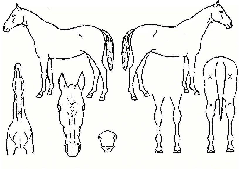 �̱��� ����,���,�޸�,�λ�,�ٸ��� Ư¡����