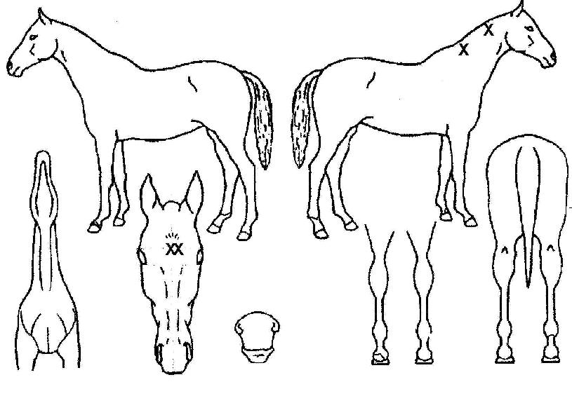 ÄÚÁî¸ð¸®Å¥¾îÀÇ Ãø¸é,¿ì¸é,µÞ¸é,µÎ»ó,´Ù¸®ÀÇ Æ¯Â¡µµÇØ