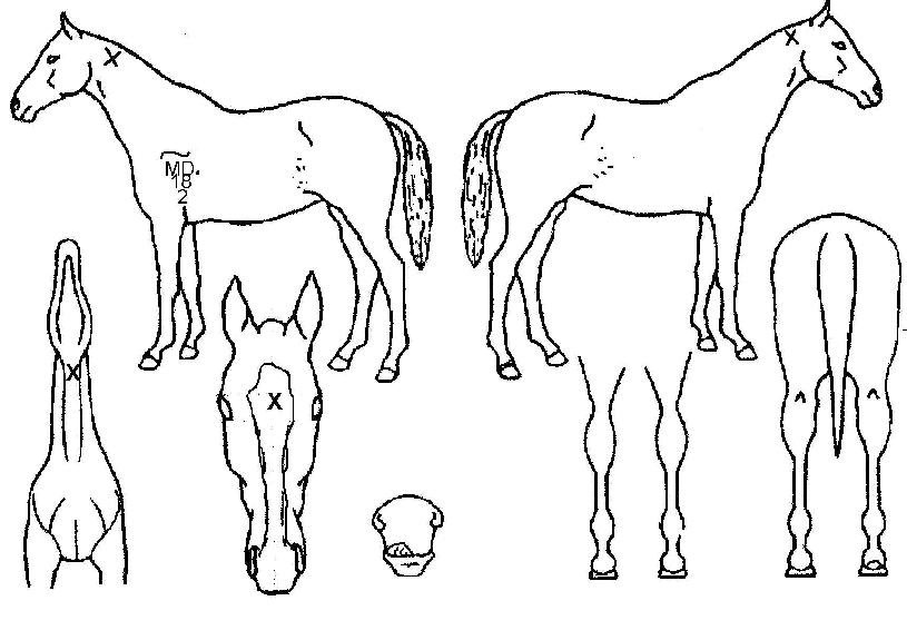 ´Ù¼Ö»çÀÇ Ãø¸é,¿ì¸é,µÞ¸é,µÎ»ó,´Ù¸®ÀÇ Æ¯Â¡µµÇØ