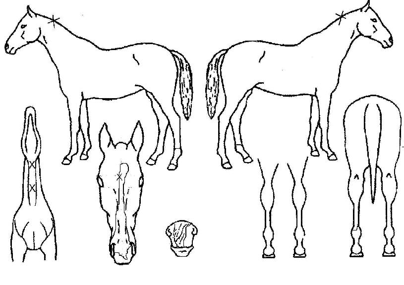 ��Ʋ������ ����,���,�޸�,�λ�,�ٸ��� Ư¡����