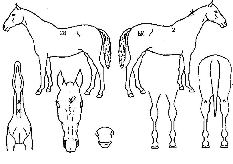 ��纼�� ����,���,�޸�,�λ�,�ٸ��� Ư¡����