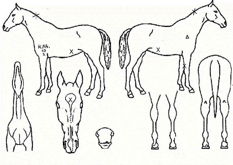 ¿ôÀ½¼Ò¸®ÀÇ Ãø¸é,¿ì¸é,µÞ¸é,µÎ»ó,´Ù¸®ÀÇ Æ¯Â¡µµÇØ