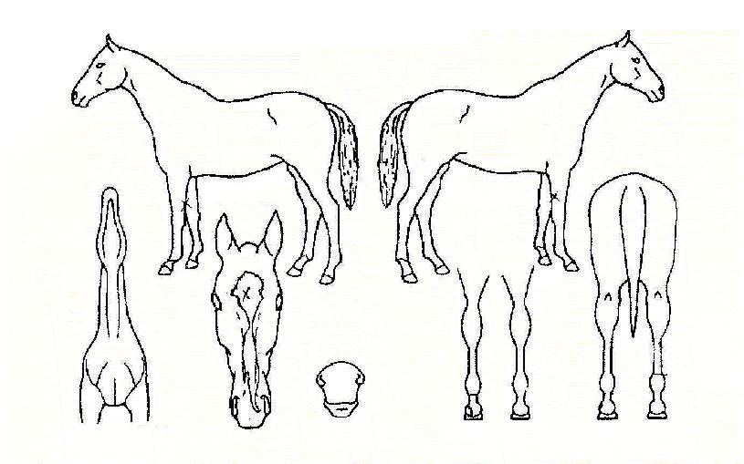 ������� ����,���,�޸�,�λ�,�ٸ��� Ư¡����