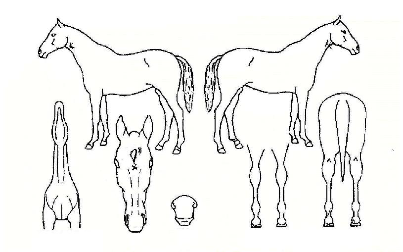 ÆÛ½ºÆ®Çöó¿öÀÇ Ãø¸é,¿ì¸é,µÞ¸é,µÎ»ó,´Ù¸®ÀÇ Æ¯Â¡µµÇØ