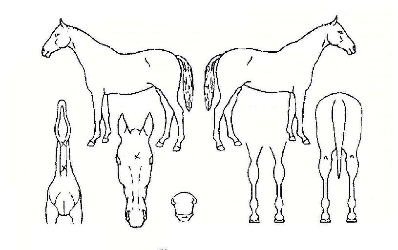 �ݵ������� ����,���,�޸�,�λ�,�ٸ��� Ư¡����