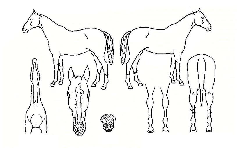 Âù¶õÇÑ¸í¼ºÀÇ Ãø¸é,¿ì¸é,µÞ¸é,µÎ»ó,´Ù¸®ÀÇ Æ¯Â¡µµÇØ