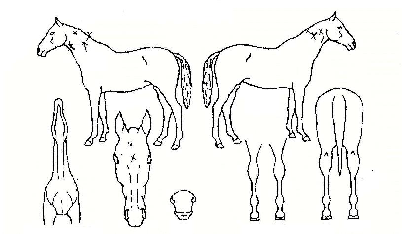 �˷���ī������ ����,���,�޸�,�λ�,�ٸ��� Ư¡����