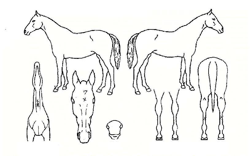 °Á¶óÀÇ Ãø¸é,¿ì¸é,µÞ¸é,µÎ»ó,´Ù¸®ÀÇ Æ¯Â¡µµÇØ