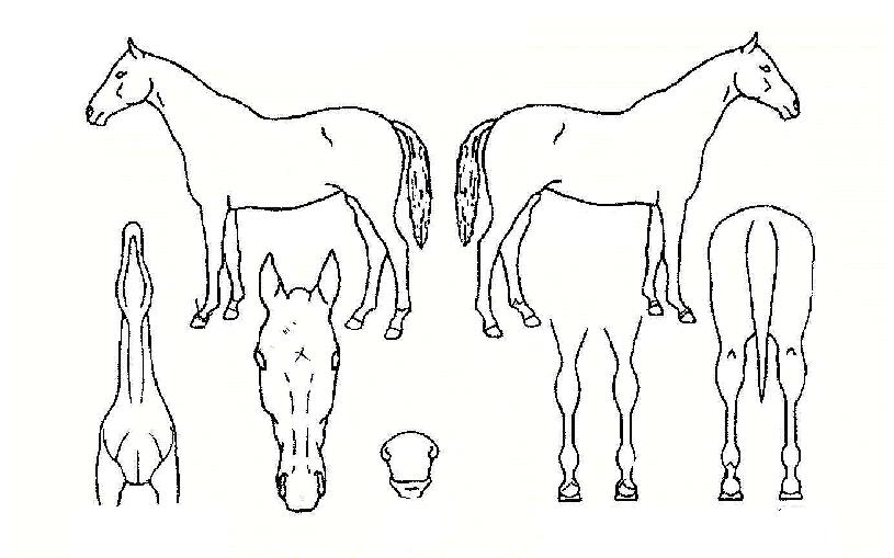 À̰ÁÖÀÚÀÇ Ãø¸é,¿ì¸é,µÞ¸é,µÎ»ó,´Ù¸®ÀÇ Æ¯Â¡µµÇØ