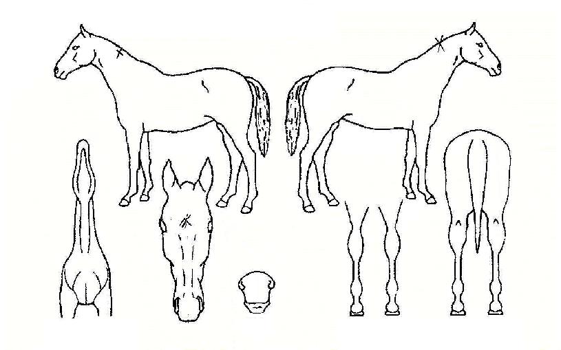 ÆÛ½ºÆ®È÷¾î·ÎÀÇ Ãø¸é,¿ì¸é,µÞ¸é,µÎ»ó,´Ù¸®ÀÇ Æ¯Â¡µµÇØ