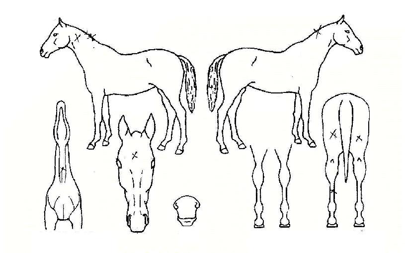 �¸������� ����,���,�޸�,�λ�,�ٸ��� Ư¡����