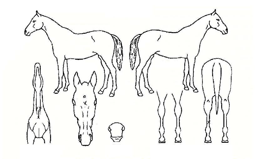 �������� ����,���,�޸�,�λ�,�ٸ��� Ư¡����