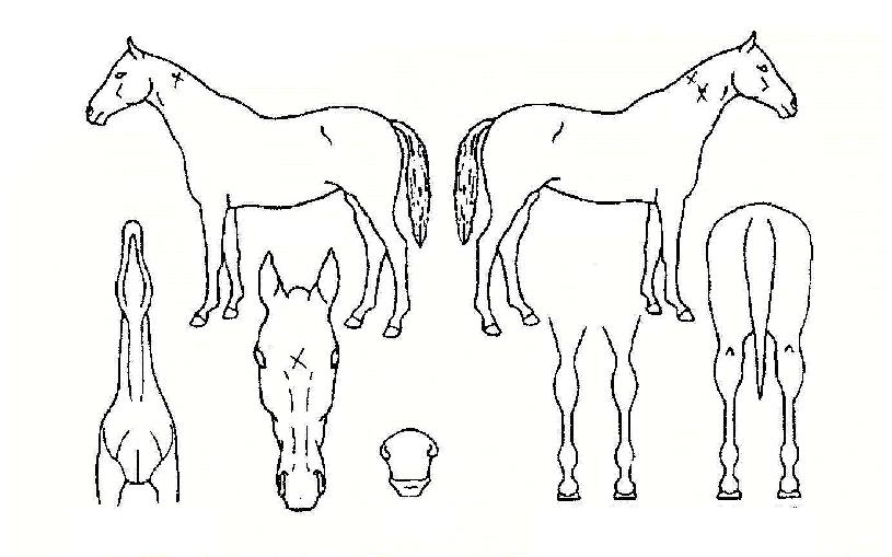 �������극���ڸ��� ����,���,�޸�,�λ�,�ٸ��� Ư¡����