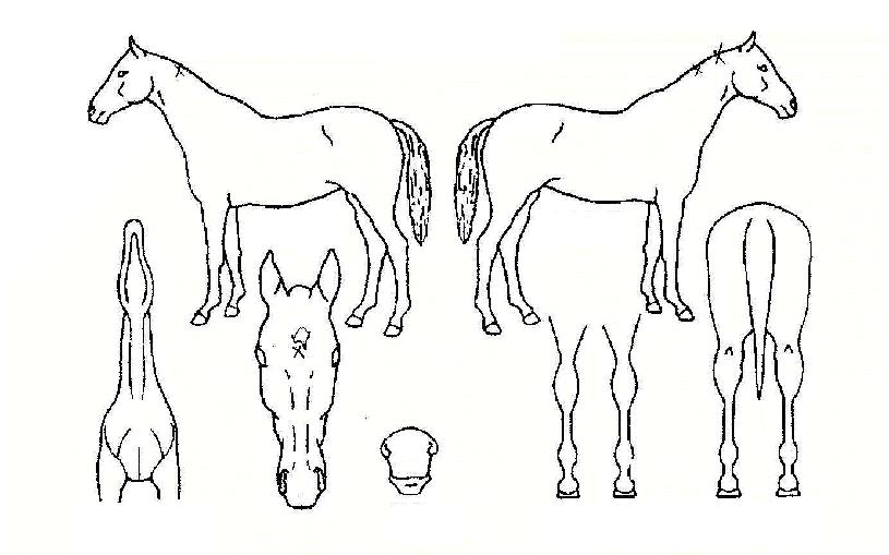 Ȧ�����ڸ��� ����,���,�޸�,�λ�,�ٸ��� Ư¡����