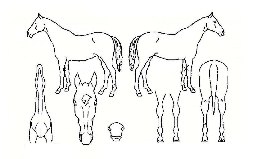 ����ũ�������� ����,���,�޸�,�λ�,�ٸ��� Ư¡����