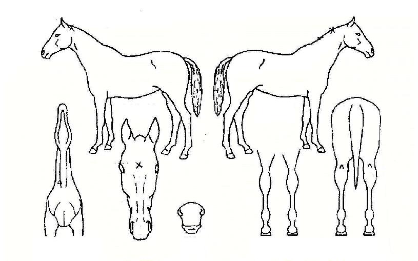 ��ǳ�ֿ��� ����,���,�޸�,�λ�,�ٸ��� Ư¡����