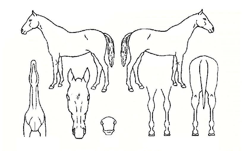 ����������� ����,���,�޸�,�λ�,�ٸ��� Ư¡����