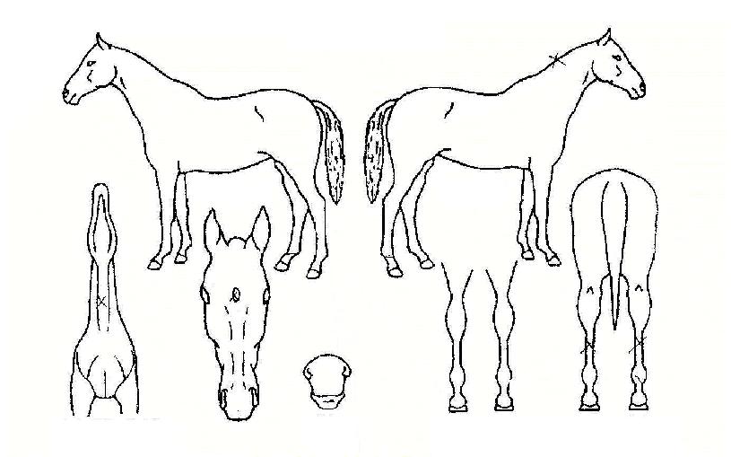 ¿¡¸°½ºÀ§´ÏÀÚ¸¶ÀÇ Ãø¸é,¿ì¸é,µÞ¸é,µÎ»ó,´Ù¸®ÀÇ Æ¯Â¡µµÇØ